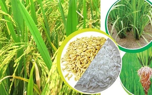Đánh bóng hạt gạo có tác dụng gì? Tại sao phải đánh bóng gạo