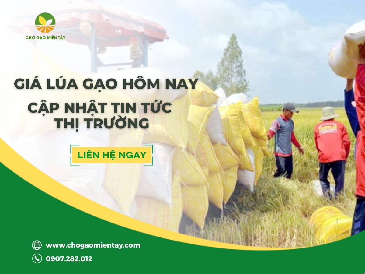GIÁ LÚA GẠO HÔM NAY 11/6: CẬP NHẬT THỊ TRƯỜNG, XU HƯỚNG VÀ DỰ BÁO
