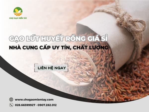 NGUỒN CUNG CẤP GẠO LỨT HUYẾT RỒNG GIÁ SỈ, UY TÍN HIỆN NAY