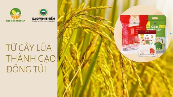 Khái quát quá trình từ cây lúa thành gạo đóng túi