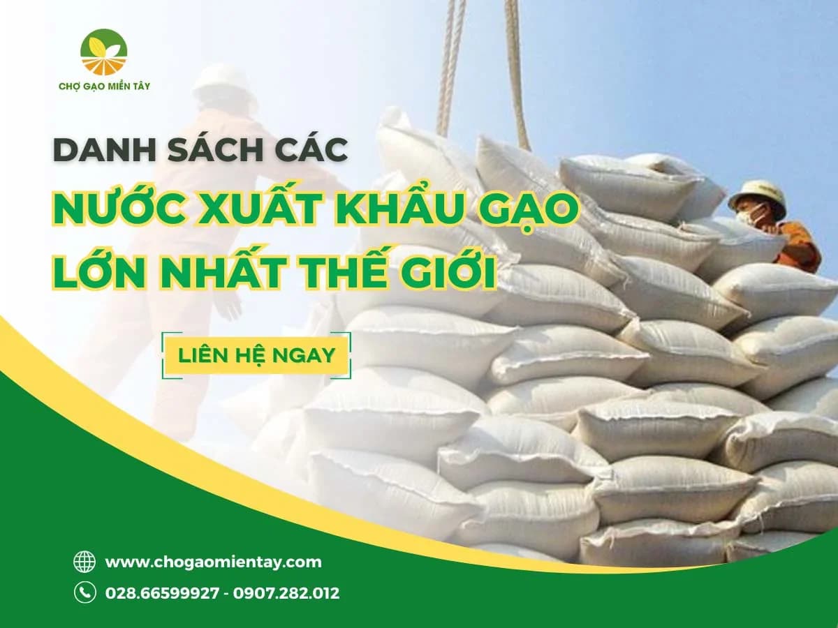 Top 10 nước xuất khẩu gạo lớn nhất thế giới năm 2024