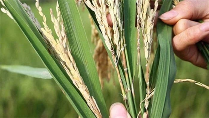 Các loại sâu bệnh gây hại cho cây lúa