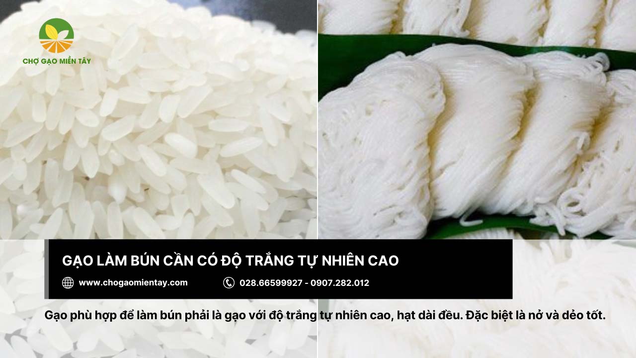 Gạo làm bún cần đạt về độ trắng tự nhiên cao