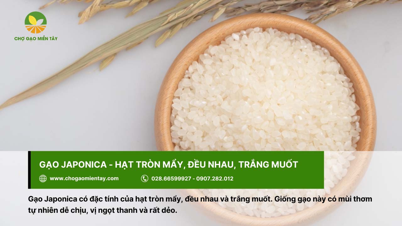 Gạo Japonica dẻo, có mùi thơm tự nhiên