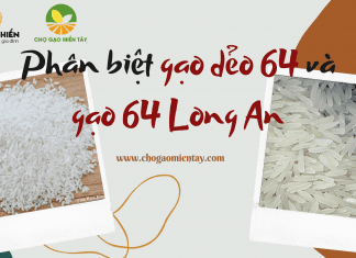 phân biệt gạo 64 Long An (64 thơm dứa Gò Công) và gạo dẻo 64