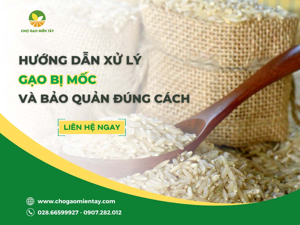 Hướng dẫn xử lý gạo bị mốc và bảo quản đúng cách