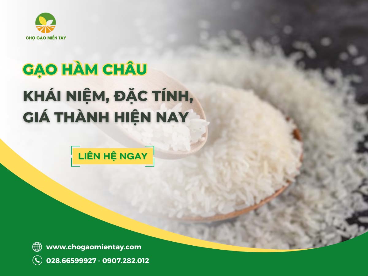 Đặc tính gạo Hàm Châu mà người kinh doanh gạo phải biết