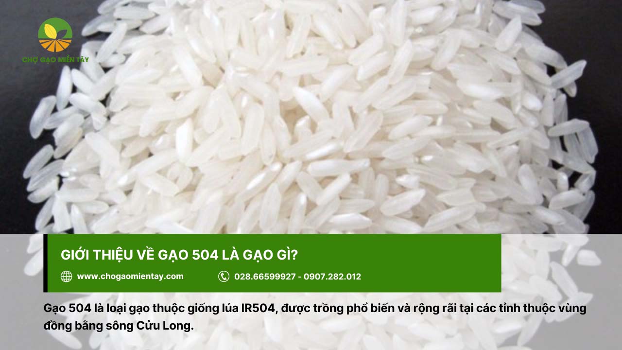 Gạo 504 là loại gạo thuộc giống lúa IR504