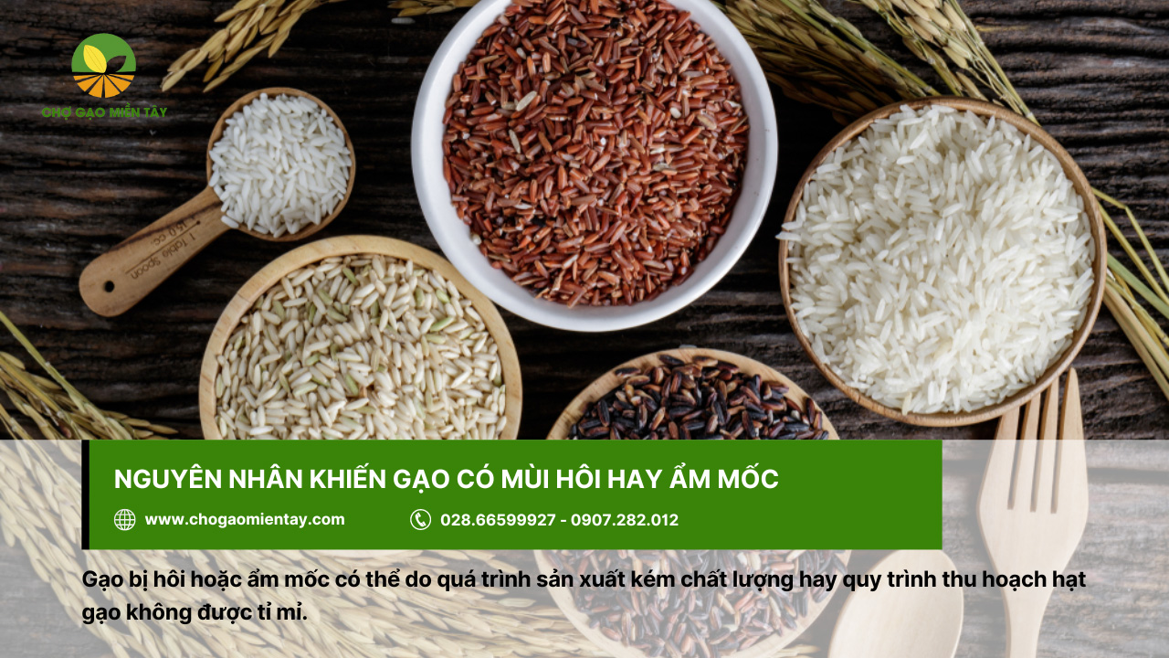 Gạo bị hôi có thể do quy trình sản xuất kém chất lượng