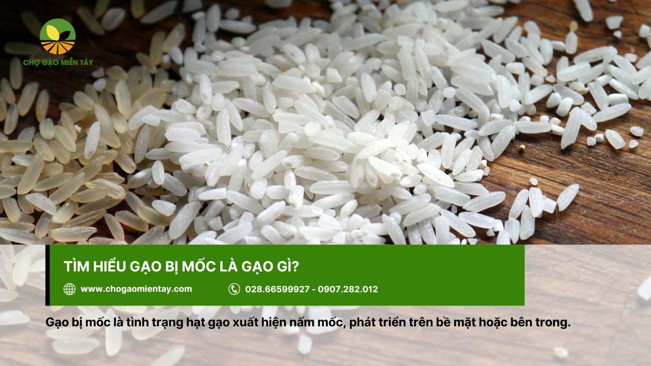 Gạo bị mốc gây hại đối với sức khỏe con người