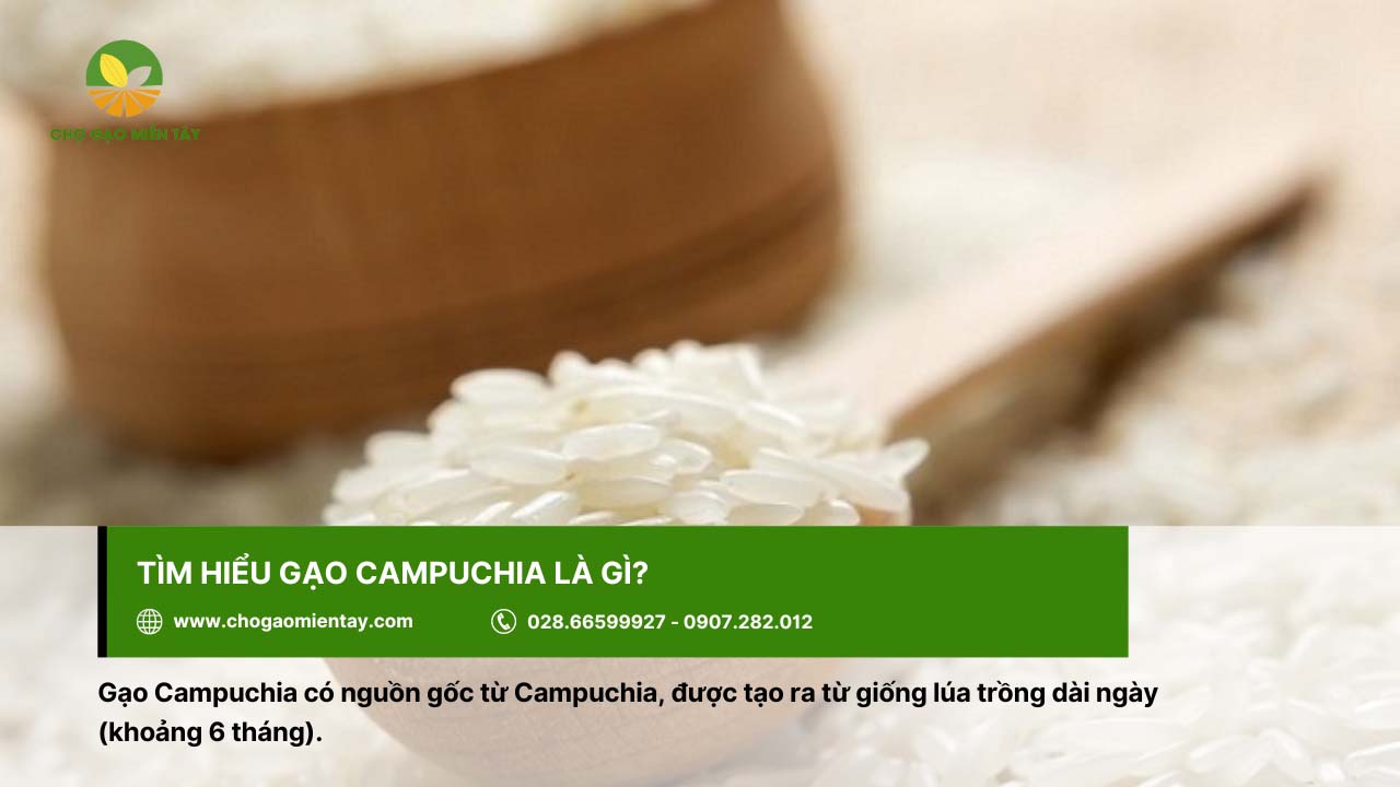 Gạo Campuchia hình thành từ giống lúa dài ngày