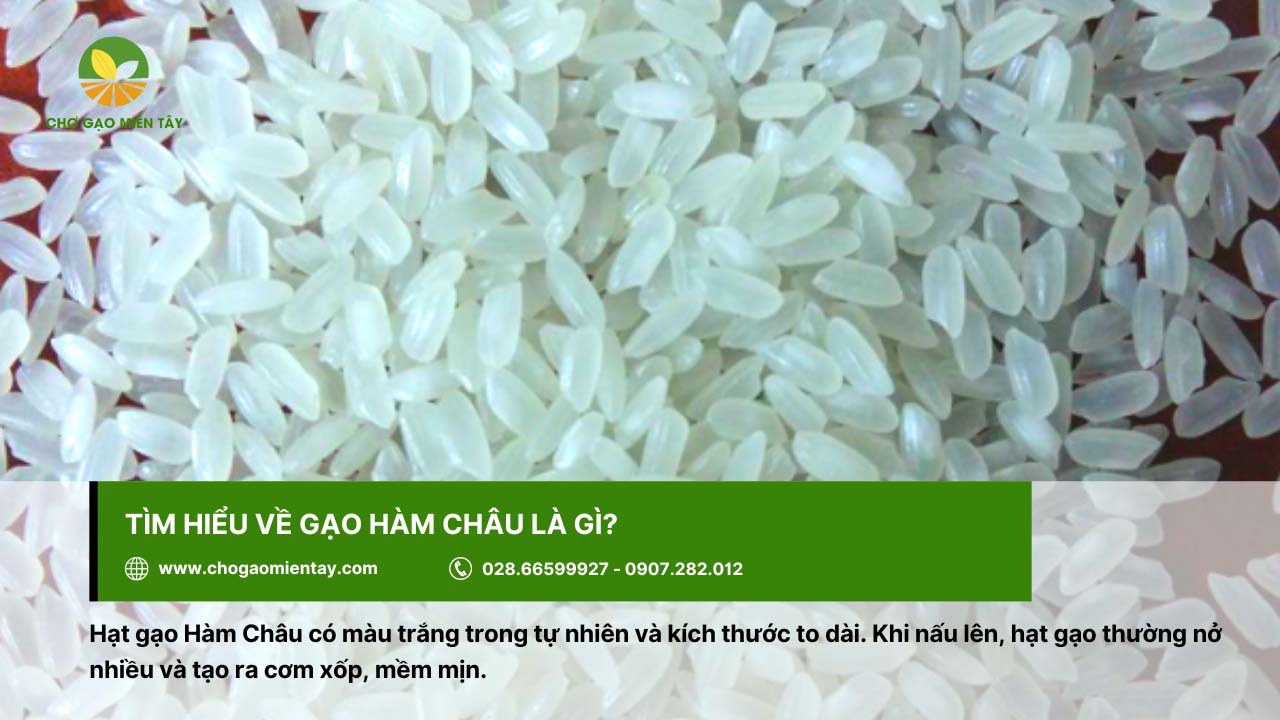 Gạo Hàm Châu có màu trắng trong tự nhiên