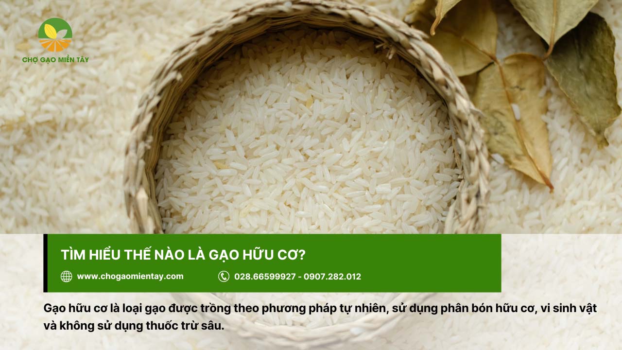 Gạo hữu cơ được trồng với phương pháp tự nhiên, không thuốc trừ sâu