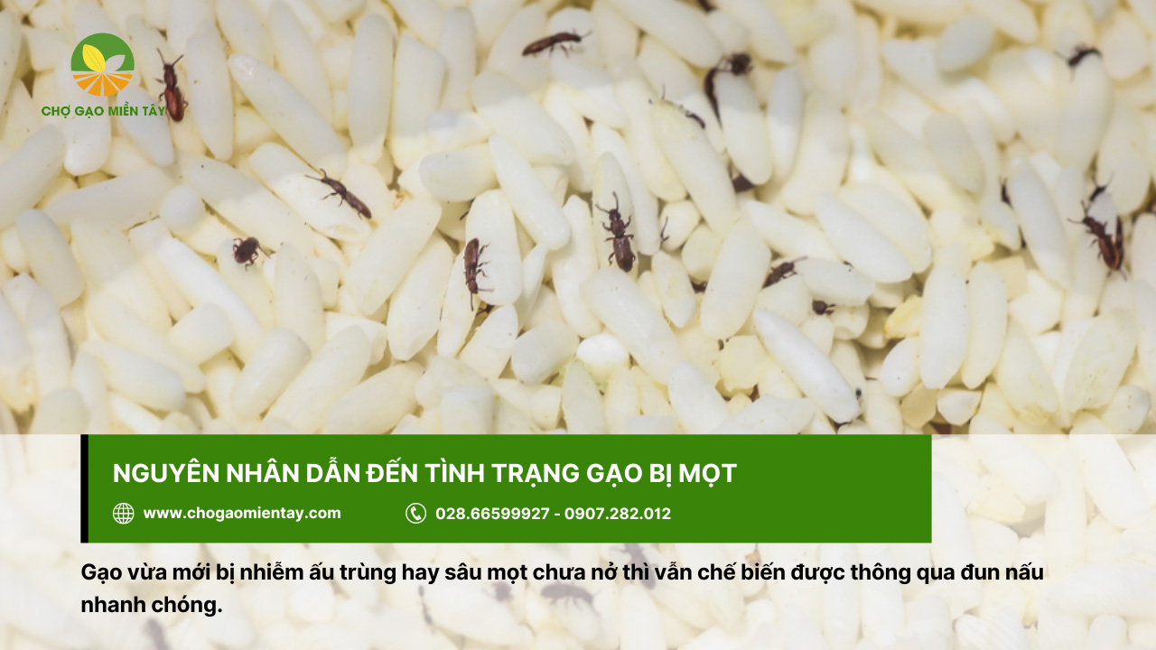 Gạo bị sâu mọt chưa nghiêm trọng thì nên đun nấu nhanh chóng