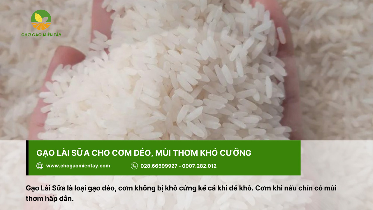 Gạo Lài sữa với mùi thơm khó cưỡng