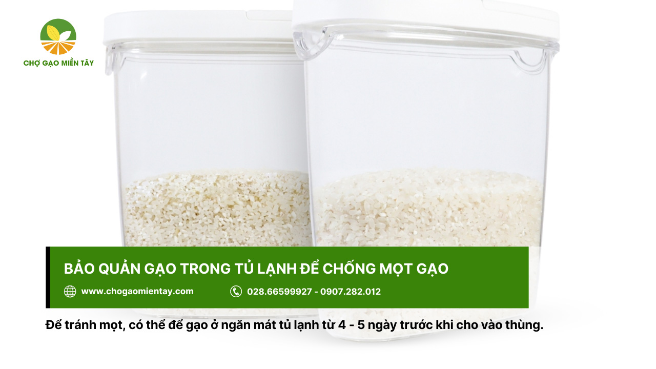 Trước khi bảo quản ở thùng đựng, nên cho gạo vào ngăn mát tủ lạnh 4 - 5 ngày
