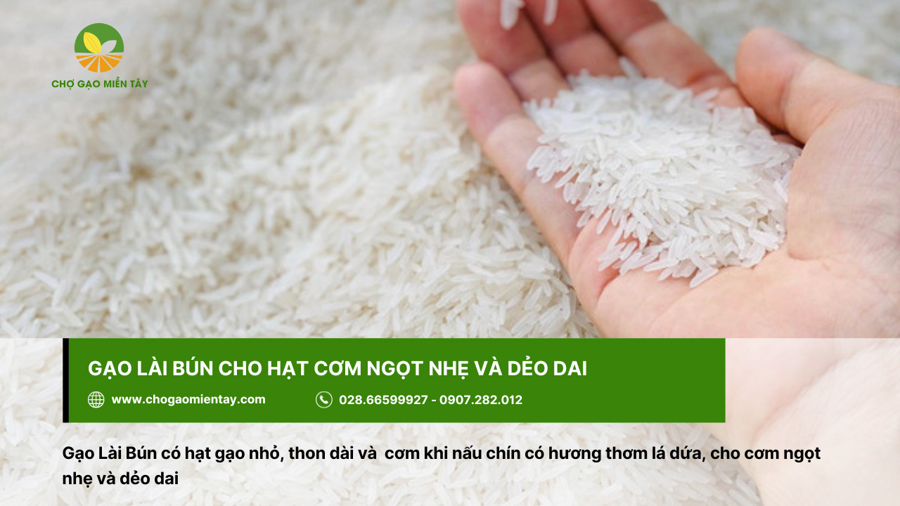 Gạo Lài Bún cho cơm ngọt, ngon, dẻo dai