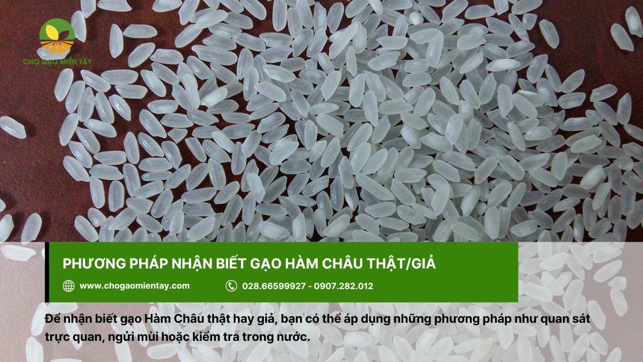 Có nhiều cách phân biệt gạo Hàm Châu thật hay giả
