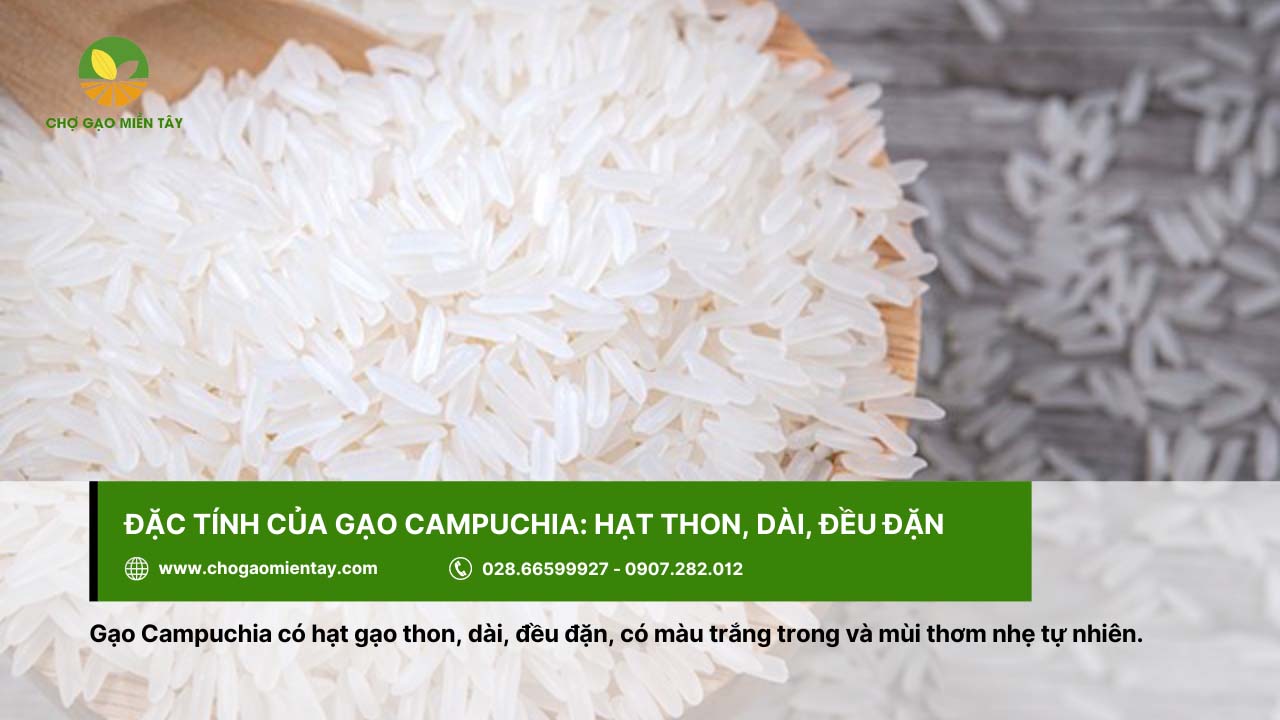 Gạo Campuchia có hạt thon, dài, màu trắng trong