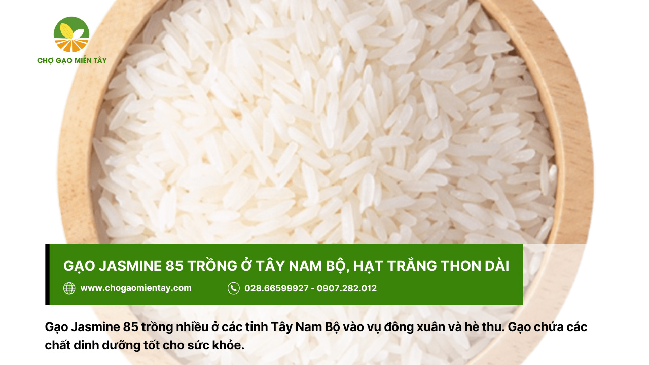 Gạo Jasmine 85 với hạt trắng thon dài