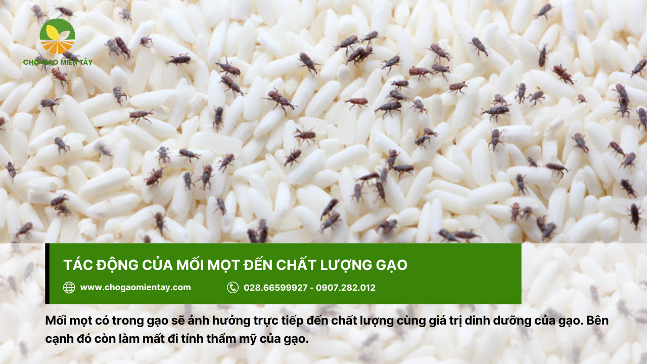 Mối mọt ảnh hưởng đến chất lượng cùng dinh dưỡng của gạo