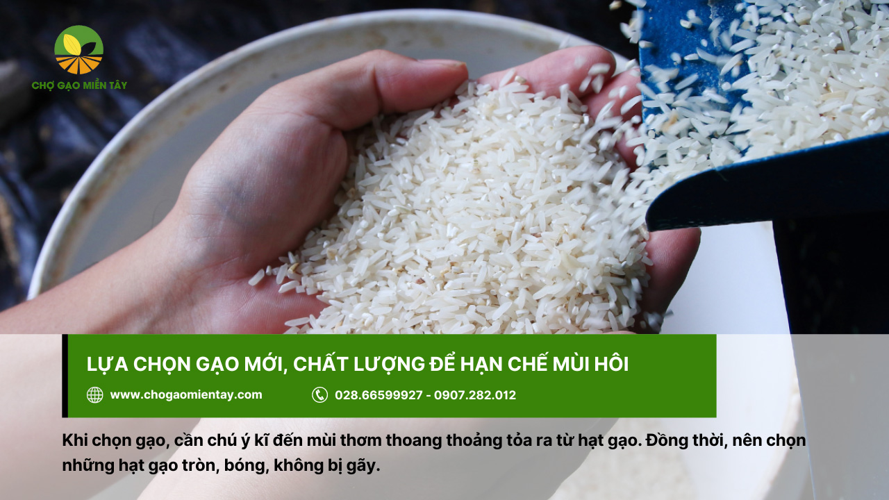 Nên chọn loại gạo mới và chất lượng để tránh tình trạng bị hôi