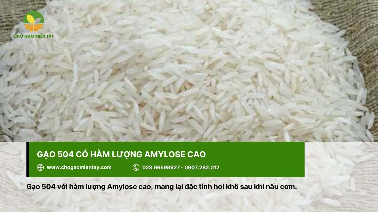 Với đặc tính khô nên gạo 504 có hàm lượng Amylose cao