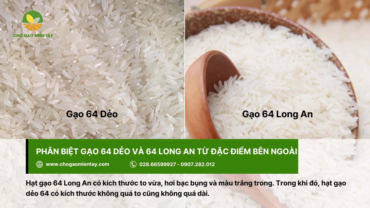Phân biệt gạo 64 dẻo và 64 Long An dựa trên đặc điểm bên ngoài