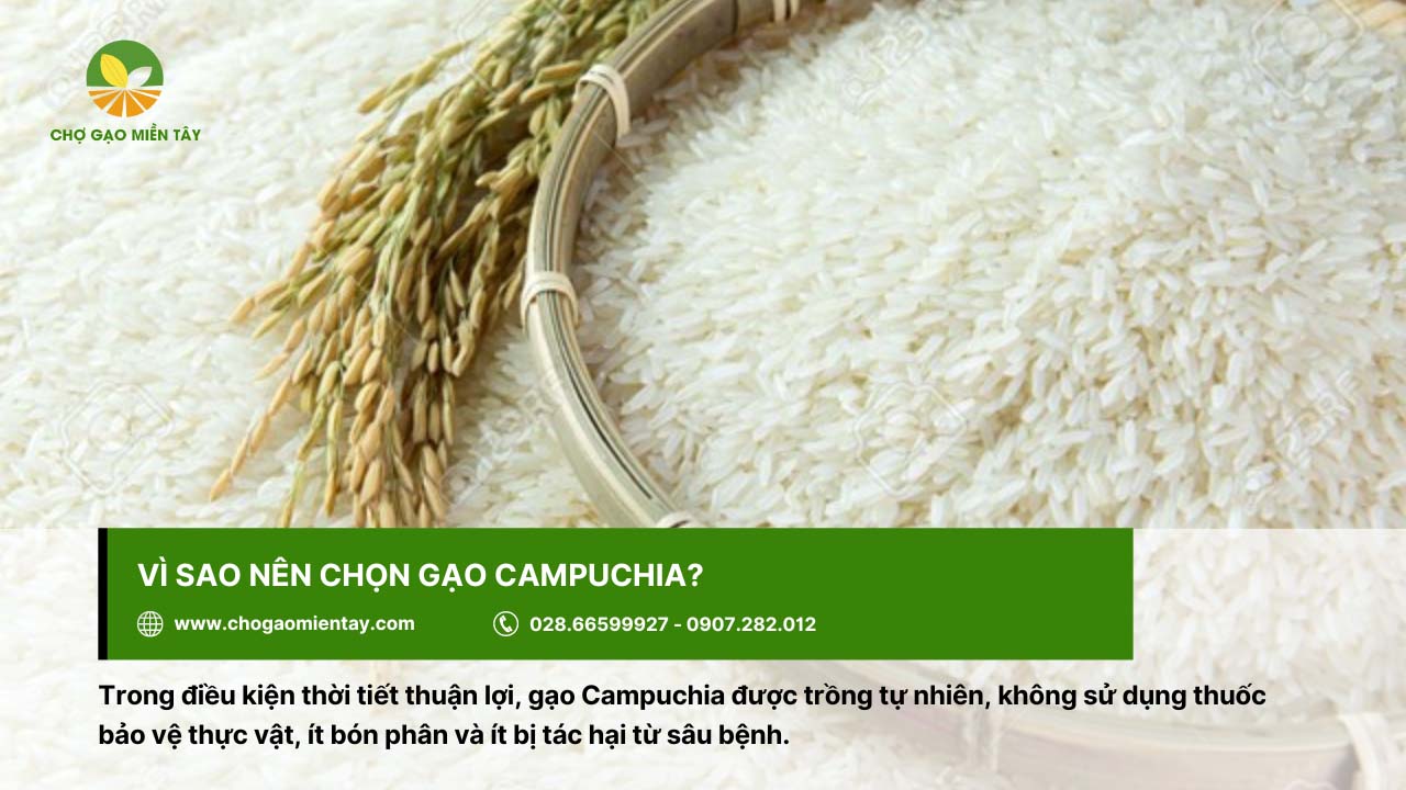 Chọn gạo Campuchia vì tốt cho sức khỏe người sử dụng