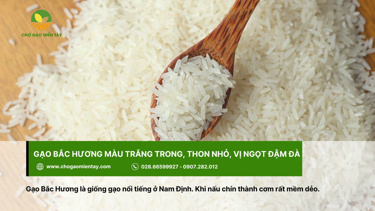Gạo thơm Bắc Hương được trồng nhiều ở Nam Định