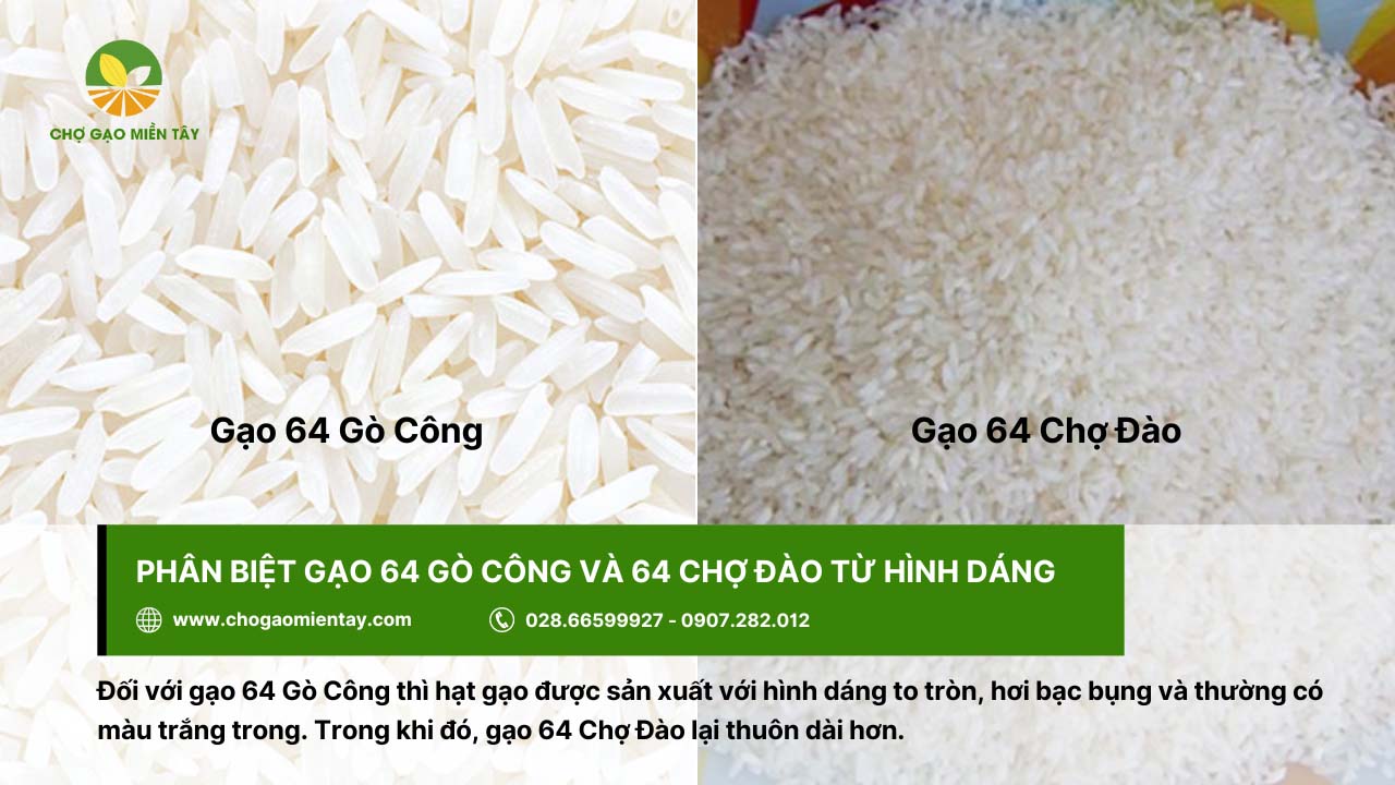 Nhận biết gạo 64 Gò Công và gạo 64 Chợ Đào từ hình dáng của hạt gạo