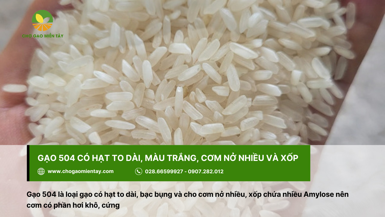Gạo 504 có hạt to, dài, màu trắng, cơm nở nhiều và xốp