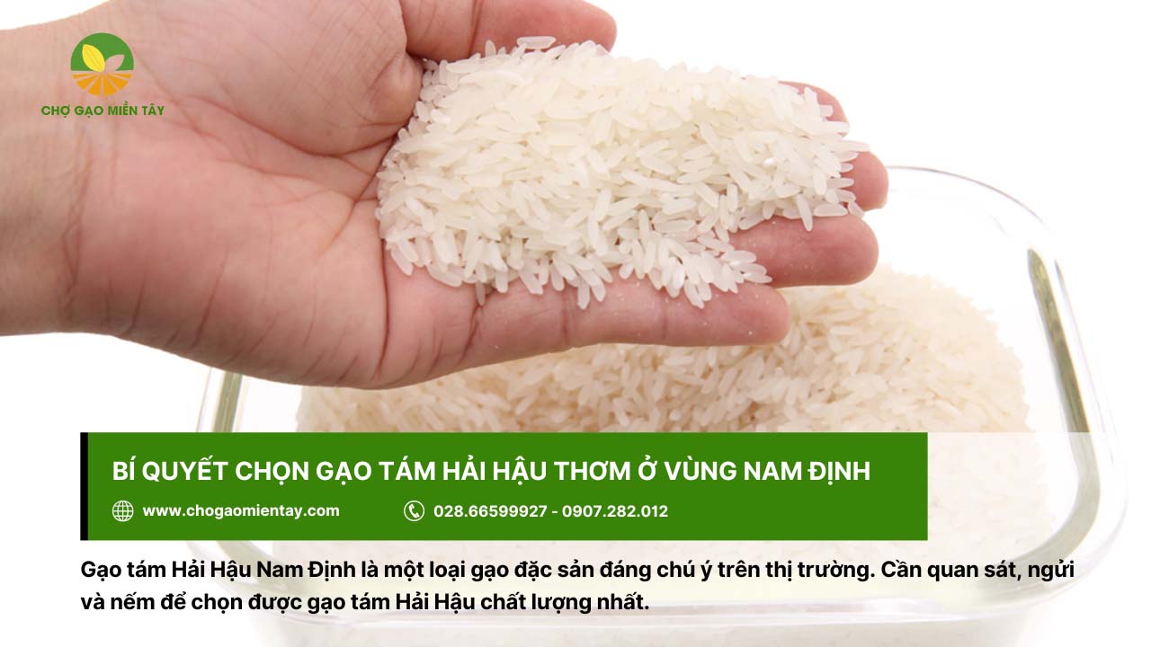 Gạo tám Hải Hậu ở vùng Nam Định có màu trắng đồng đều