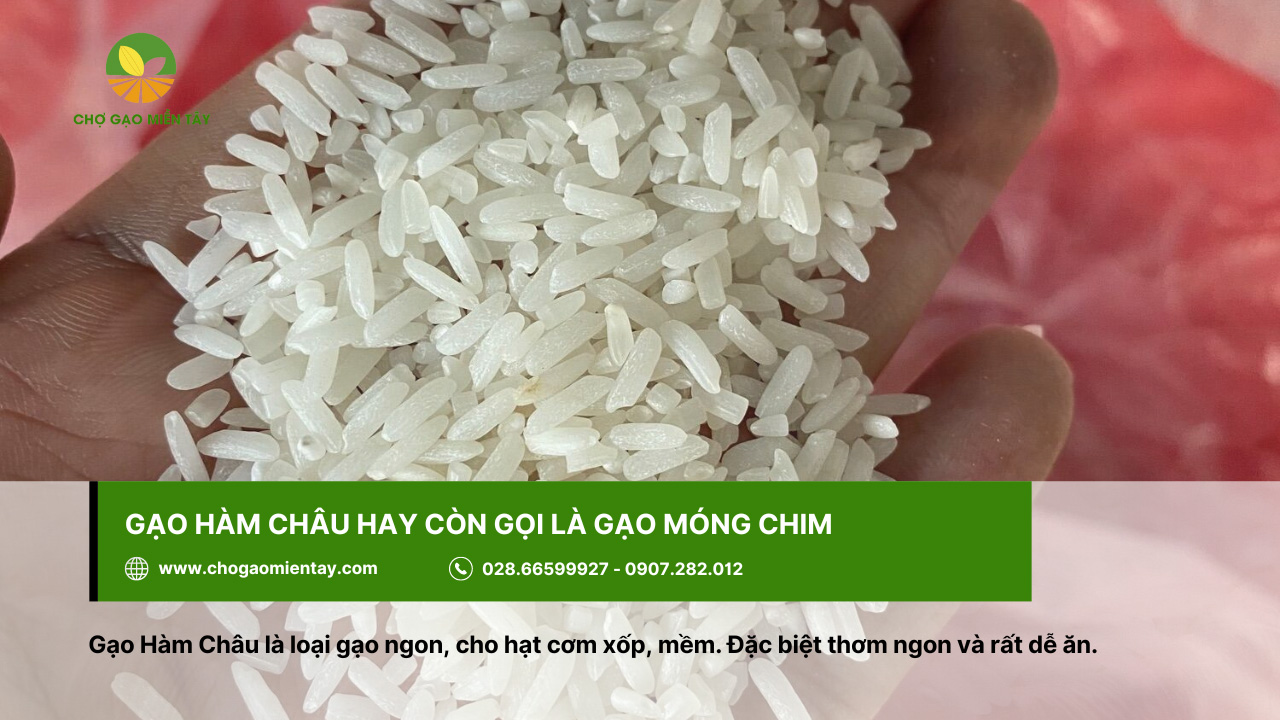 Gạo Hàm Châu còn tên gọi khác là gạo Móng Chim