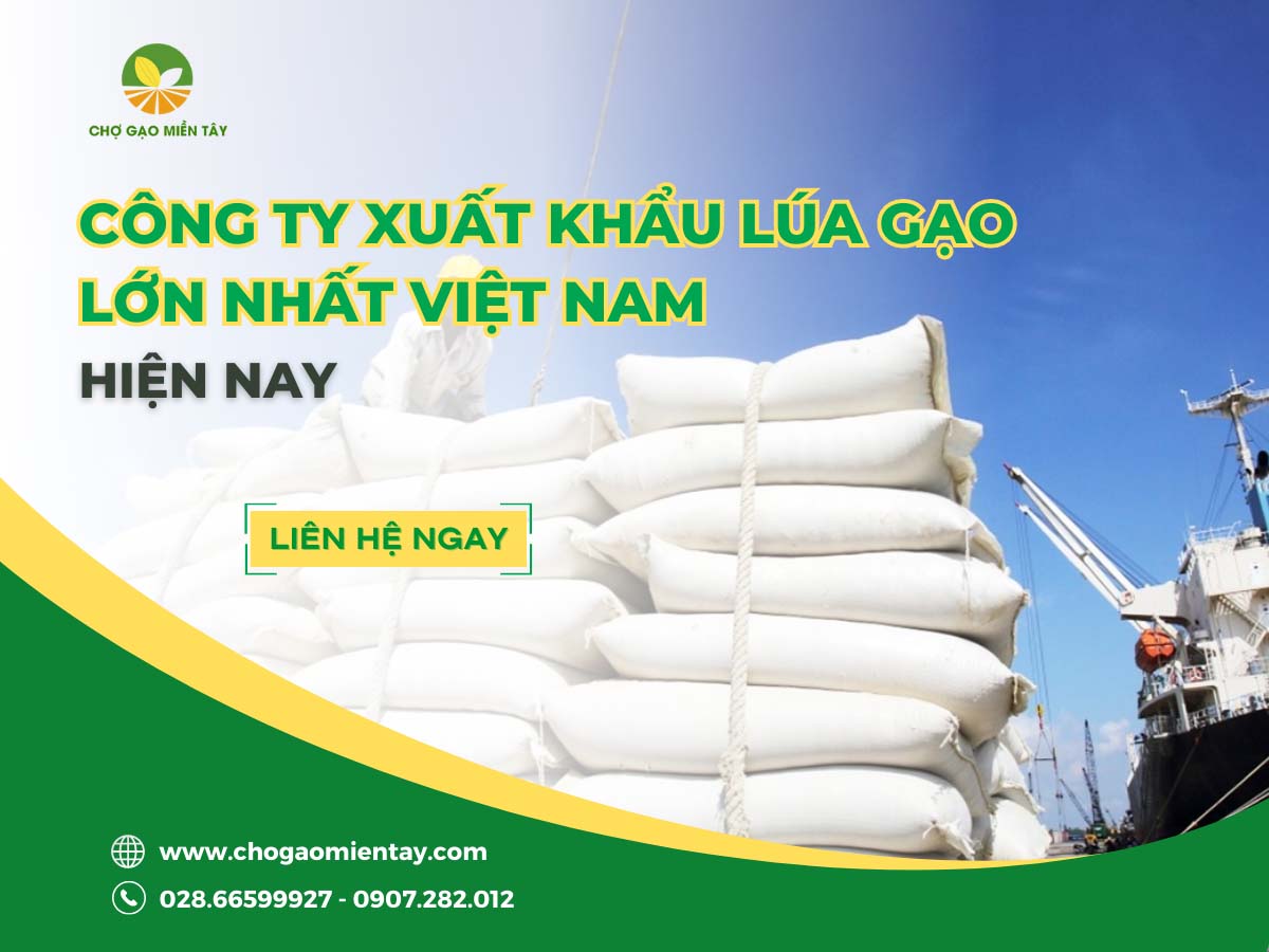 Top 14 công ty xuất khẩu lúa gạo lớn nhất Việt Nam hiện nay