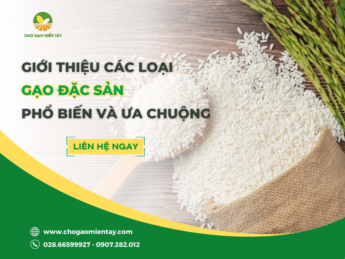 Giới thiệu các loại gạo đặc sản phổ biến, được ưa chuộng ở Việt Nam