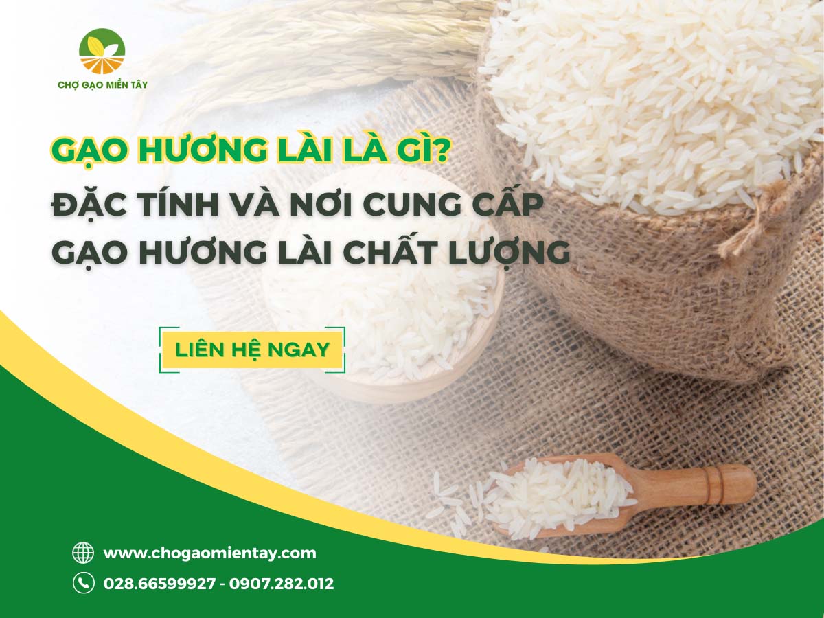Gạo Hương Lài là gì? Đặc tính và nơi cung cấp gạo Hương Lài chất lượng