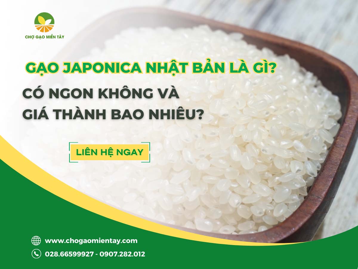 Gạo Japonica Nhật Bản là gì? Có ngon không và giá thành bao nhiêu?