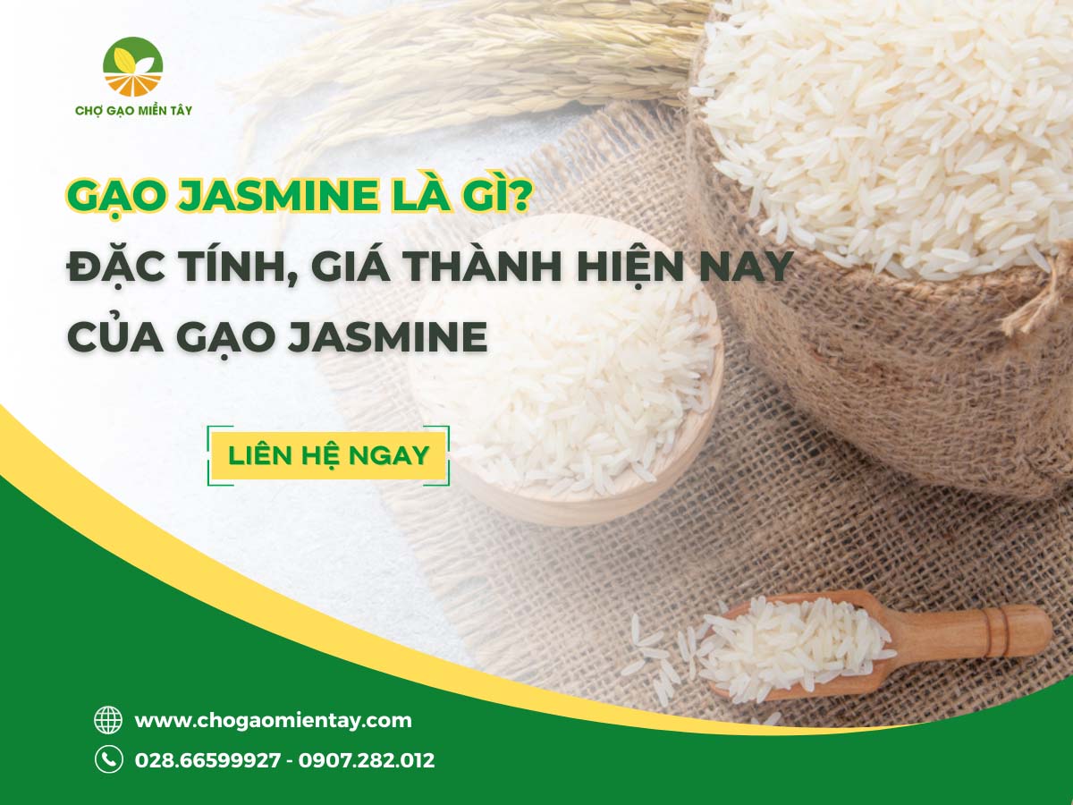 Gạo Jasmine là gì? Đặc tính, giá thành hiện nay của gạo Jasmine