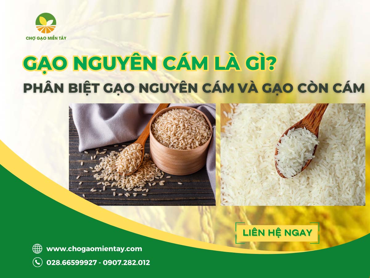 Gạo nguyên cám là gì? Phân biệt giữa gạo nguyên cám và gạo còn cám