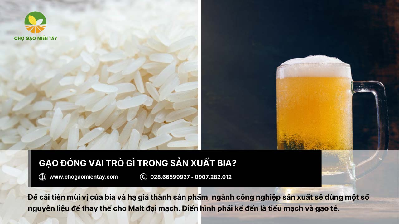 Gạo đóng vai trò thay thế Malt đại mạch trong sản xuất bia