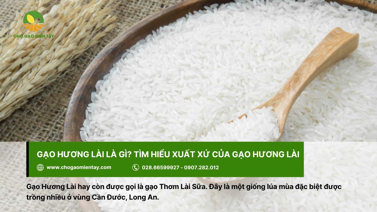 Gạo Hương Lài còn được biết đến với tên gọi Thơm Lài sữa