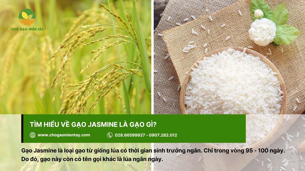 Gạo Jasmine có thời gian sinh trưởng 95 - 100 ngày