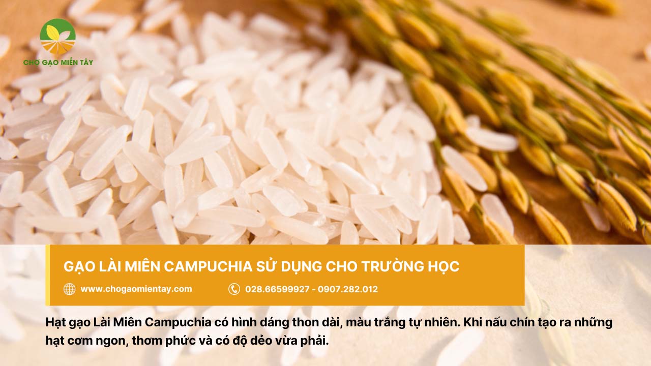 Gạo Lài Miên Campuchia cho cơm dẻo, thơm ngon, phù hợp sử dụng trong trường học