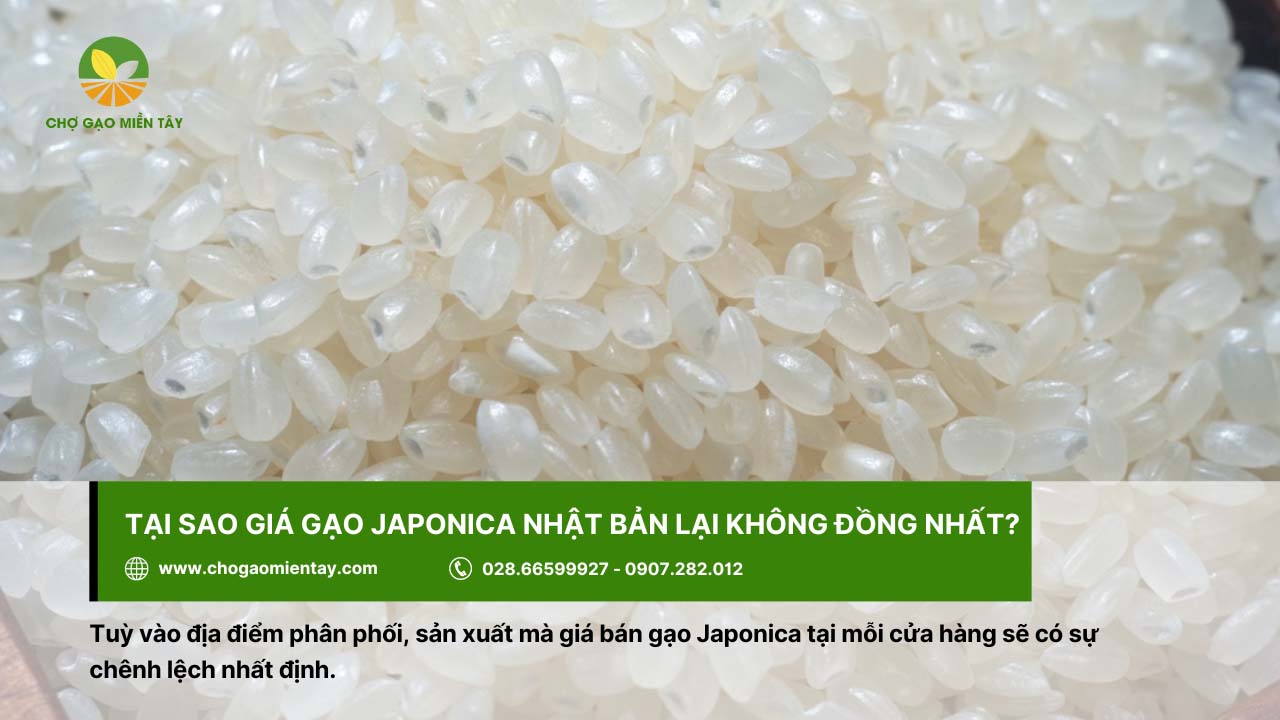 Tùy vào đại lý, nơi phân phối mà giá gạo Japonica Nhật sẽ có giá chênh lệch