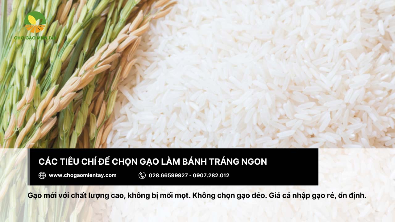 Nên chọn gạo làm bánh tráng là gạo mới, không bị mối mọt