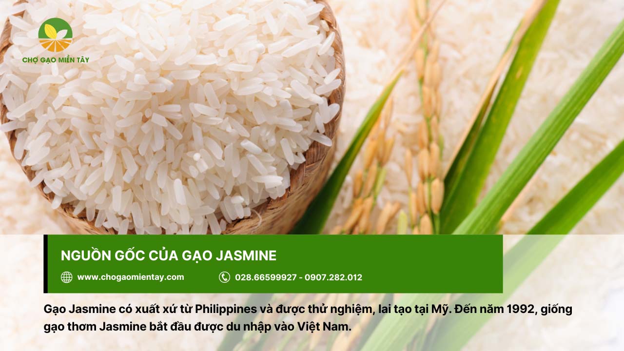 Gạo Jasmine được lai tạo tại Mỹ