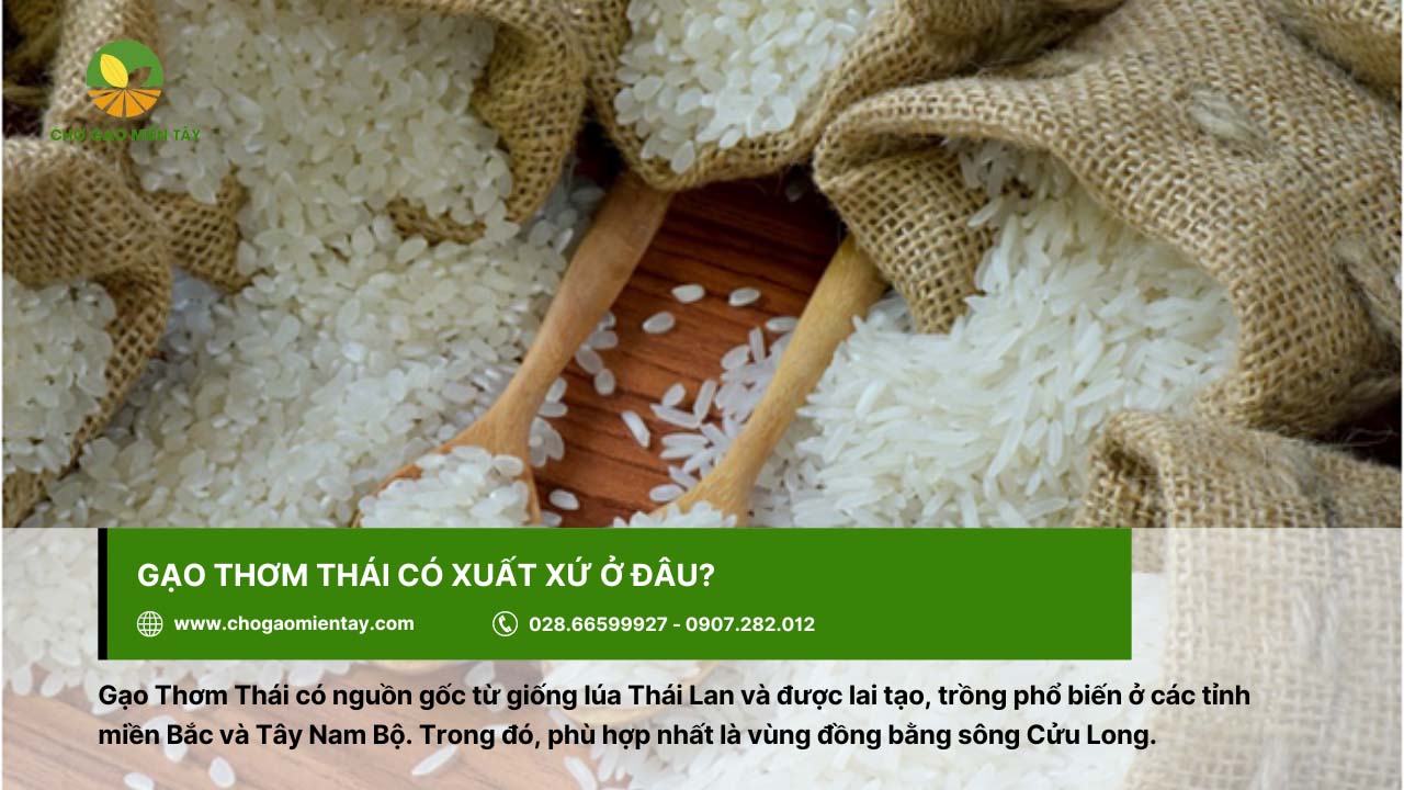 Gạo Thơm Thái được trồng nhiều ở đồng bằng sông Cửu Long