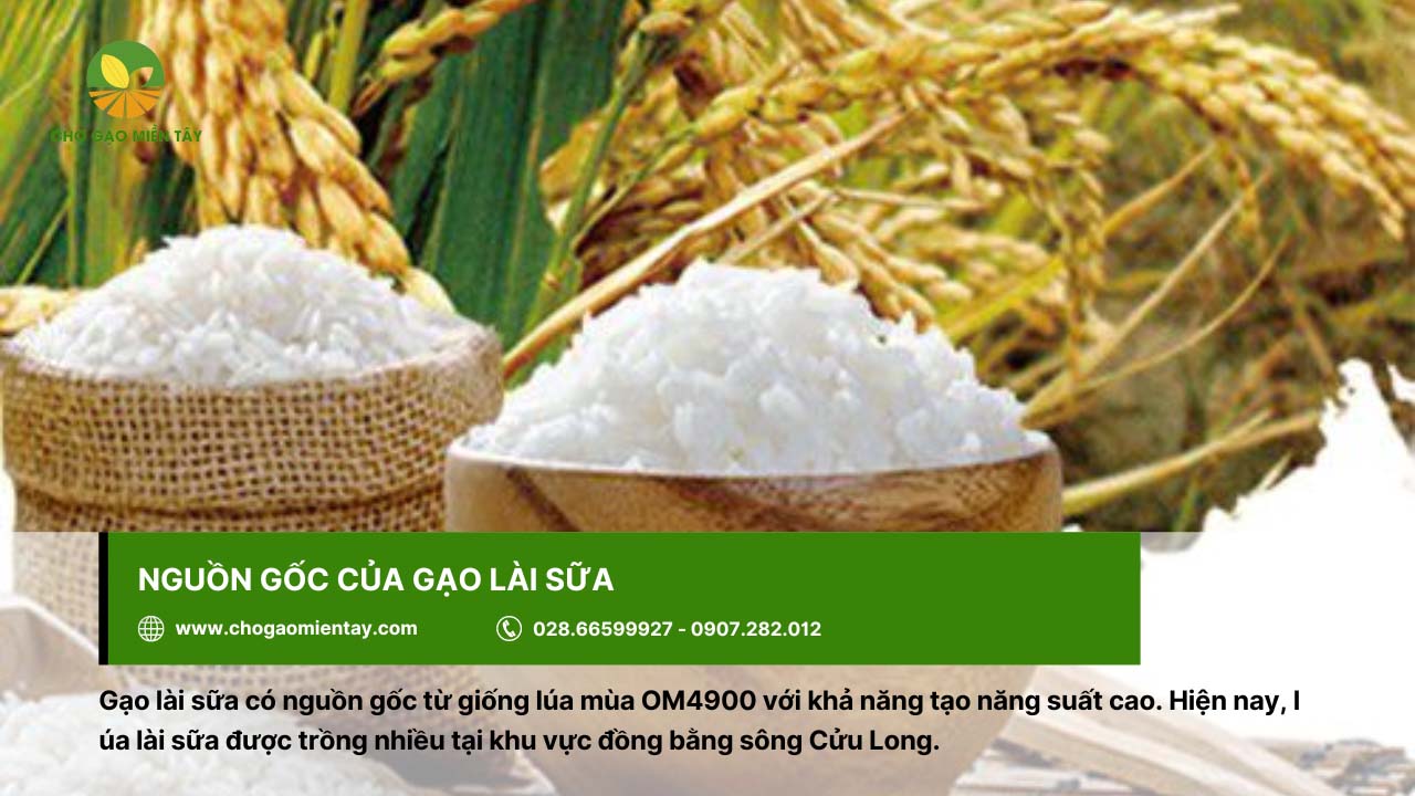 Gạo lài sữa với nguồn gốc từ giống lúa OM4900