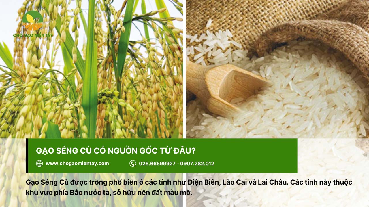 Gạo Séng Cù có nguồn gốc ở các tỉnh thuộc phía Bắc Việt Nam